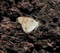 Junonia orithya