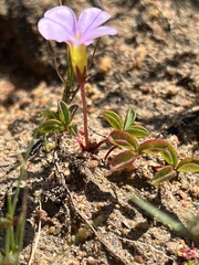 Oxalis minuta
