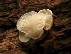 Clitopilus scyphoides reductus