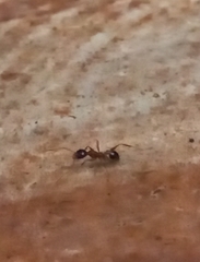 Pheidole lamellinoda