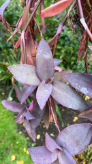 Tradescantia pallida