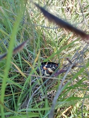 Chlosyne lacinia adjutrix