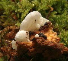 Clitopilus scyphoides reductus