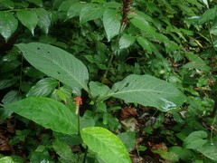 Odontonema