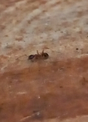 Pheidole lamellinoda