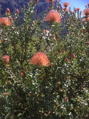 Leucospermum × hybridum
