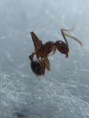 Pheidole lamellinoda