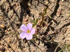 Oxalis minuta