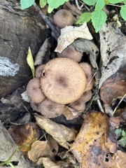 Armillaria