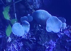 Clitopilus scyphoides reductus