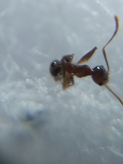 Pheidole lamellinoda