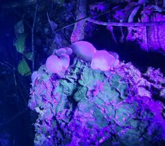 Clitopilus scyphoides reductus