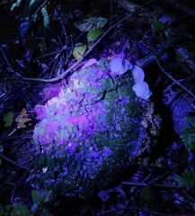 Clitopilus scyphoides reductus