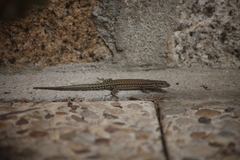 Podarcis guadarramae guadarramae