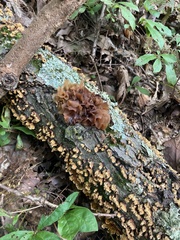 Phaeotremella foliacea