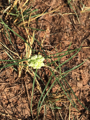 Asclepias stenophylla
