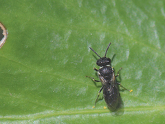 Hylaeus punctatus