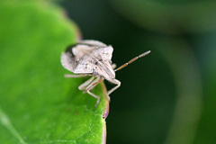 Aeliomorpha