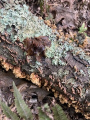 Phaeotremella foliacea