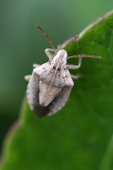 Aeliomorpha