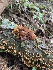 Phaeotremella foliacea