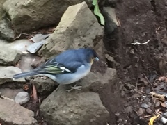 Fringilla coelebs palmae