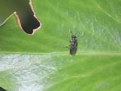 Hylaeus punctatus