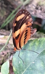 Mechanitis lysimnia nesaea