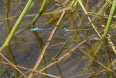 Pseudagrion