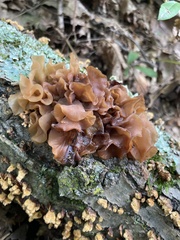 Phaeotremella foliacea