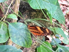 Mechanitis lysimnia nesaea