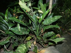 Aglaonema commutatum