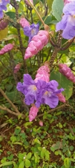 Strobilanthes callosa