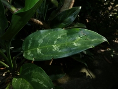 Aglaonema commutatum
