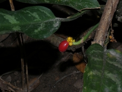 Aglaonema commutatum