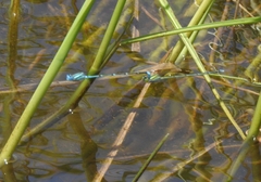 Pseudagrion