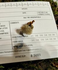 Clitopilus scyphoides reductus