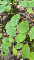 Carpinus caroliniana