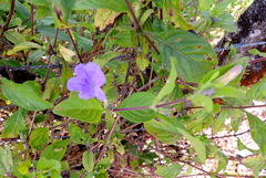Ruellia bahiensis