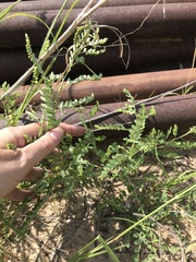 Phyllanthus abnormis