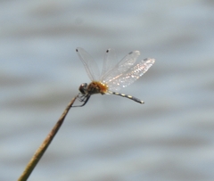 Trithemis pallidinervis