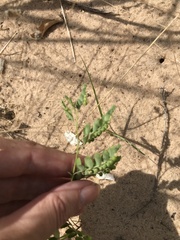 Phyllanthus abnormis