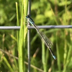 Ischnura pumilio