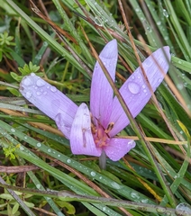 Colchicum autumnale