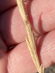 Thinopyrum obtusiflorum