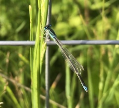 Ischnura pumilio