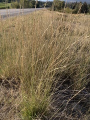 Thinopyrum obtusiflorum