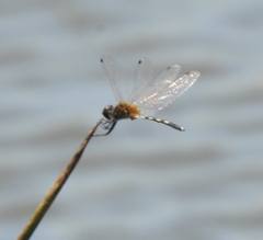 Trithemis pallidinervis
