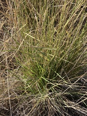 Thinopyrum obtusiflorum