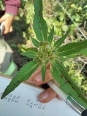 Euphorbia cuphosperma